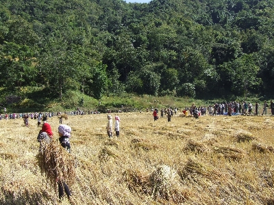 人々 分野 農場 小麦 写真