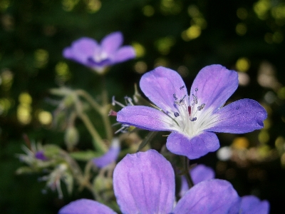 Photo Nature fleurir usine fleur