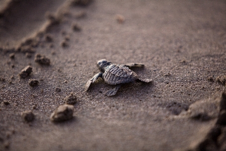 Beach nature ocean wildlife Photo