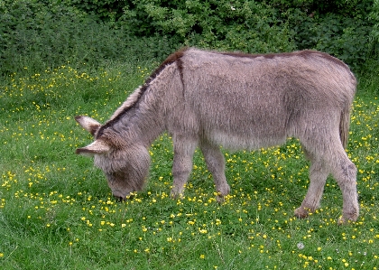 Foto Grama prado
 animais selvagens pasto
