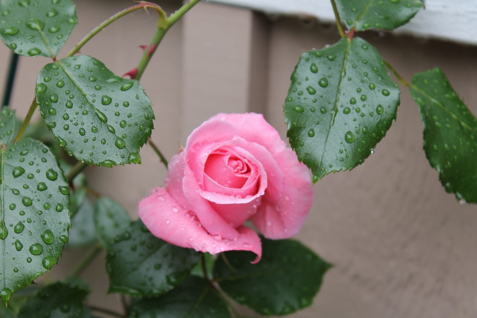 Natura pianta foglia fiore