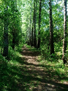 Landscape tree nature forest Photo