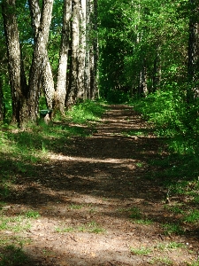 Landscape tree nature forest Photo