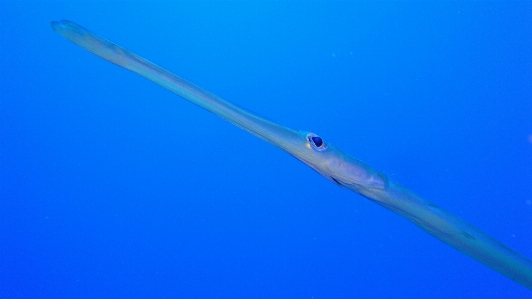 Sea nature fish freediving Photo