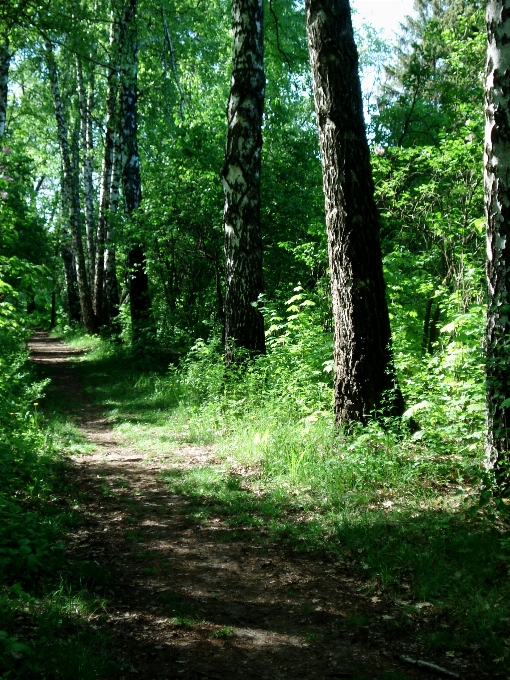 Landscape tree nature forest