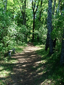 Landscape tree nature forest Photo