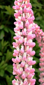 Blossom plant flower petal Photo