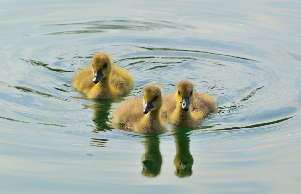 Wasser vogel tier herde
