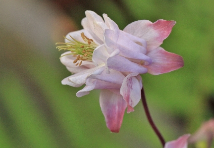 Nature blossom plant photography Photo