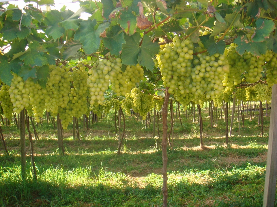 Pohon tanaman anggur vine