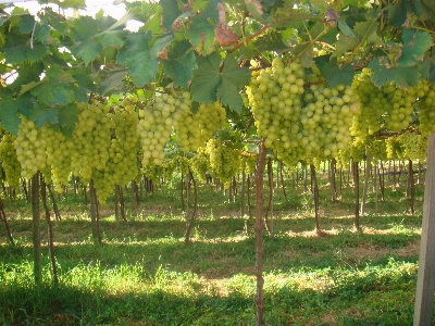 Tree plant grape vine Photo