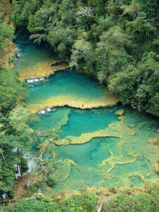 Pohon air alam hutan