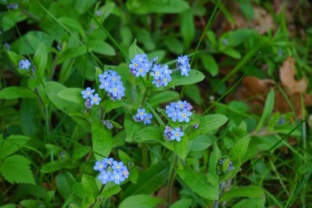 Nature blossom plant meadow Photo