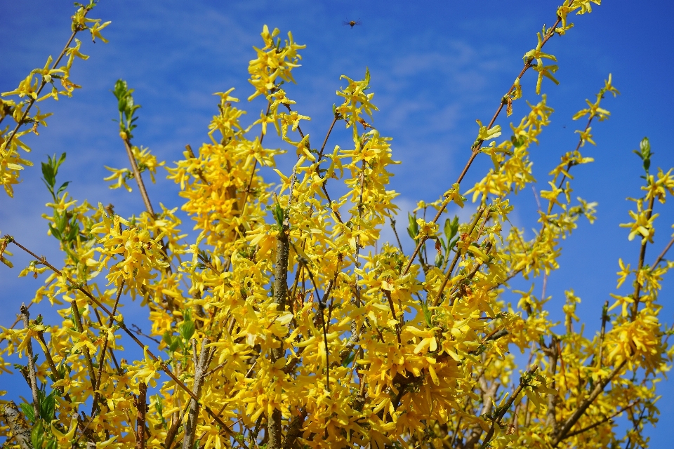 Tree branch blossom plant