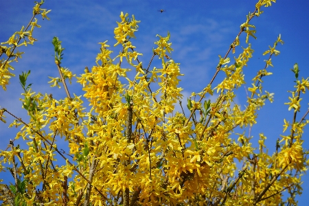 Foto Albero ramo fiore pianta