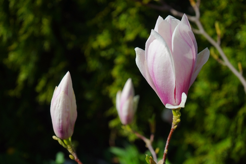 Fiore pianta bianco petalo