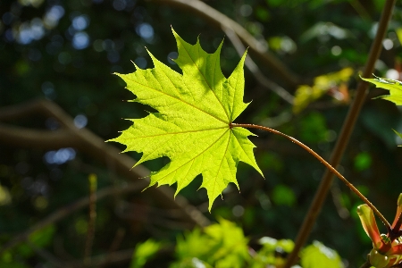 Tree nature forest branch Photo