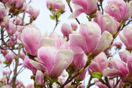 Tree branch blossom plant Photo