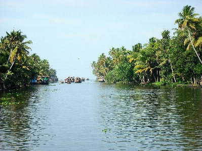 Foto Laut pesisir pohon air