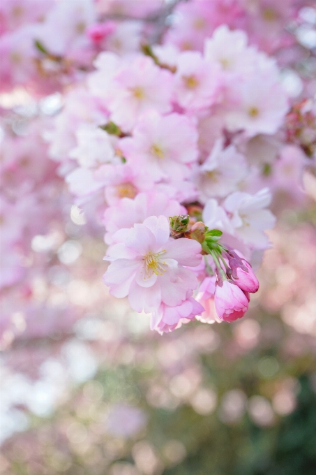 Tree branch blossom plant