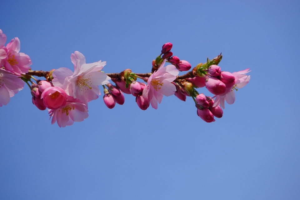 木 ブランチ 花 植物