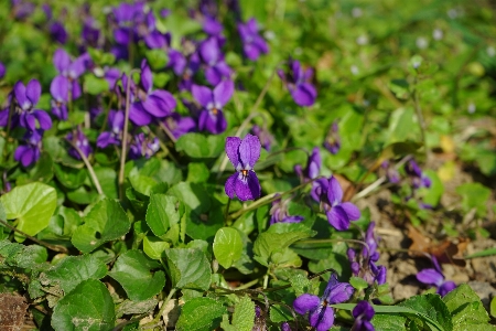 Nature forest blossom plant Photo