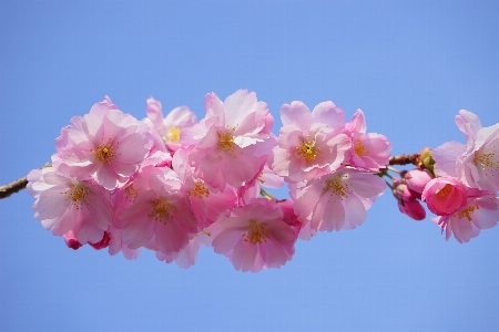 Tree branch blossom plant Photo