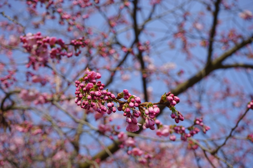 木 ブランチ 花 植物