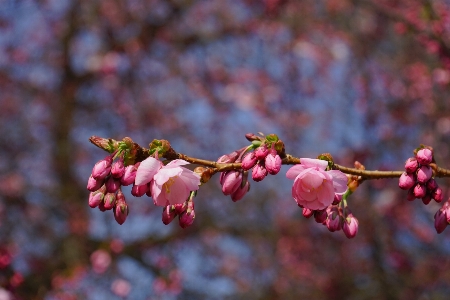 Tree nature branch blossom Photo