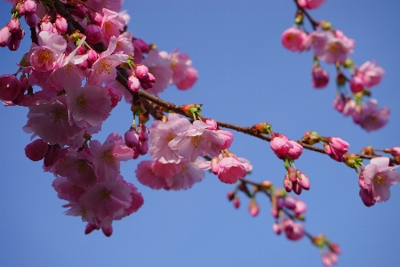 Tree branch blossom plant Photo