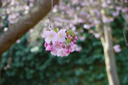 Tree nature branch blossom Photo