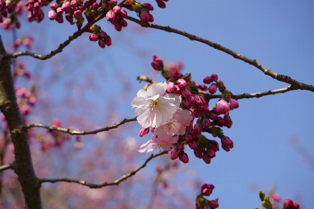 Tree branch blossom plant Photo