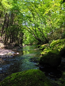 Tree water nature forest Photo