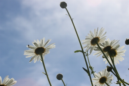 Nature blossom plant sky Photo