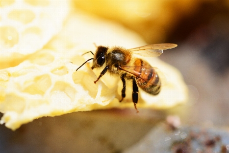 Photography flower fly honey Photo