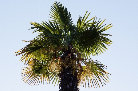 木 ブランチ 植物 空 写真