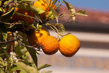 Tree branch plant fruit Photo