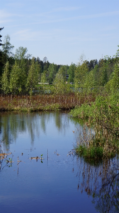 пейзаж дерево вода природа