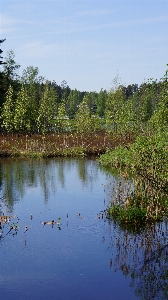 Landscape tree water nature Photo