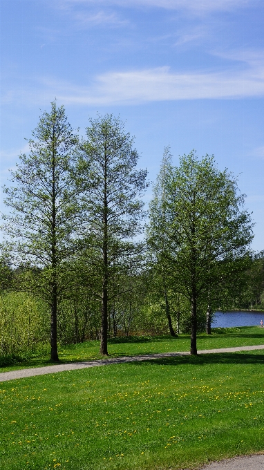 Paesaggio albero natura erba