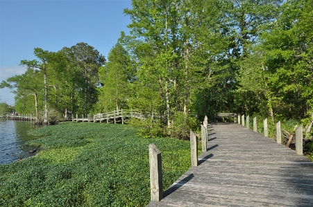 Tree nature forest path Photo