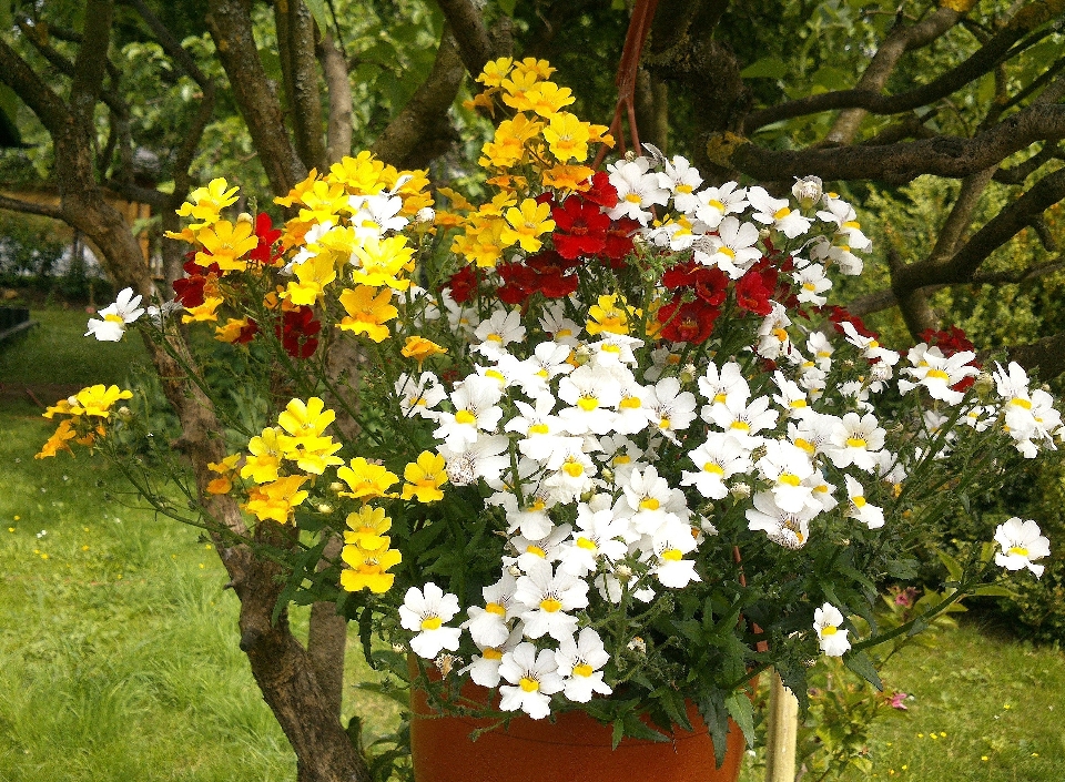 Plantar flor botânica
 jardim