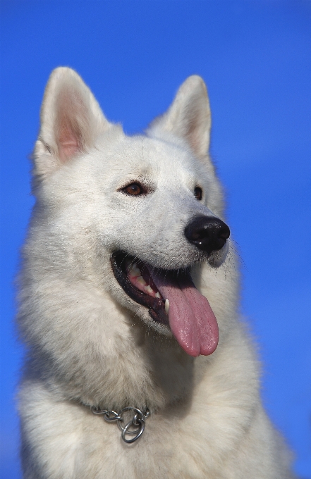 Blanco perro animal mascota