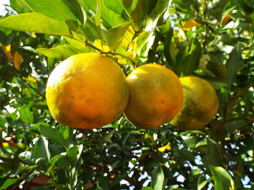 Rama planta fruta alimento