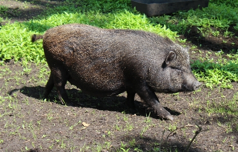 Animal wildlife grazing mammal Photo