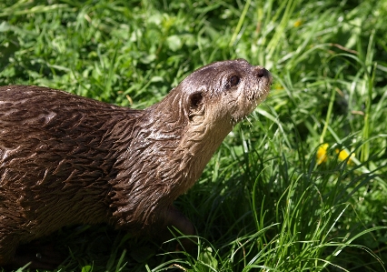 草 濡れた かわいい 野生動物 写真