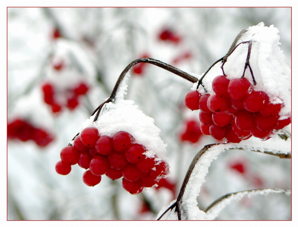 Nature bifurquer neige froid