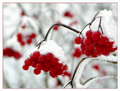 Nature branch snow cold Photo