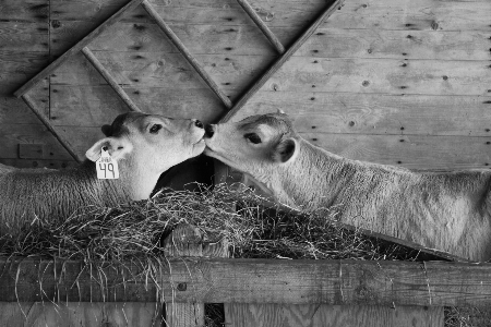 Black and white farm photography barn Photo