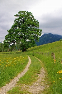 Landscape tree nature grass Photo